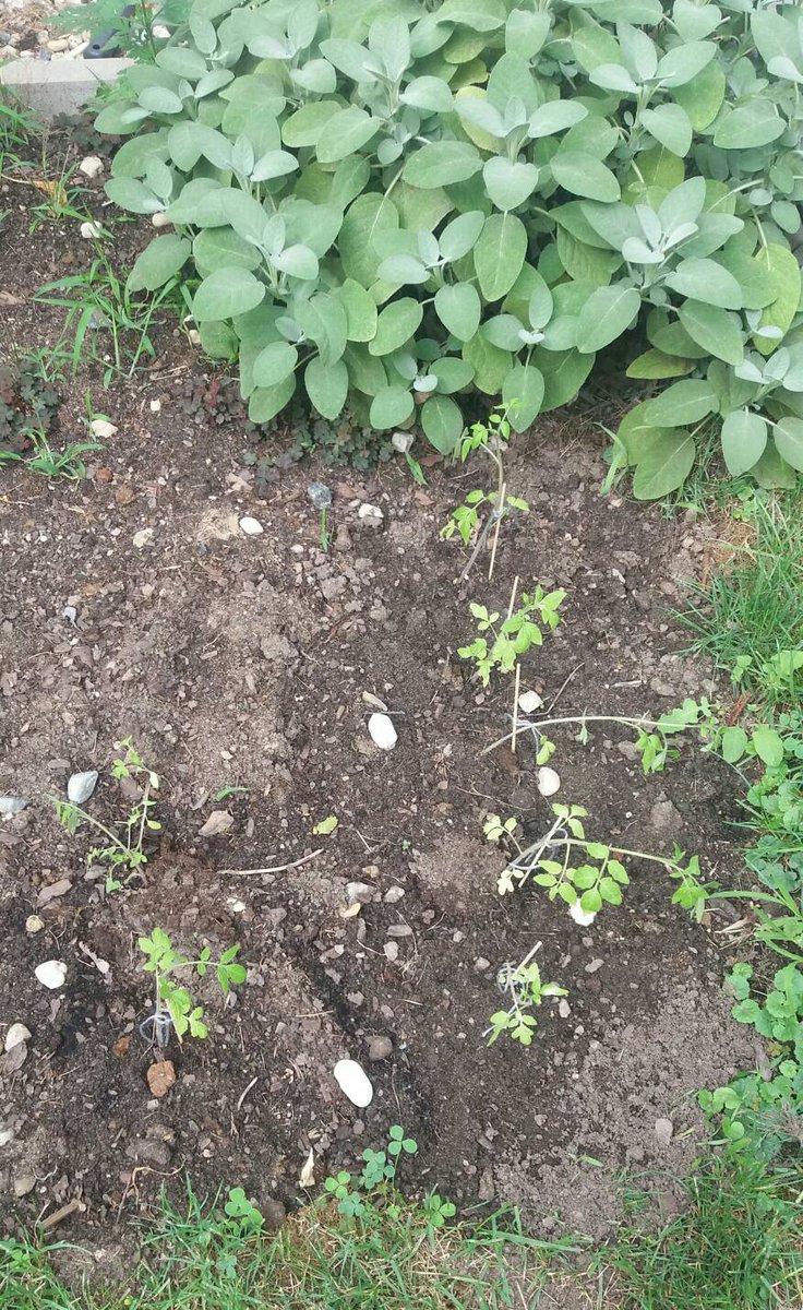 SuperWoman_SWDD's tweet photo. Cosecha de tomates. A ver si sale algo #180de365 #cosechaSW #SWsocial #pedacitosdeviernes #replantando #tomates #locosdelclic https://t.co/5qFBuMvWrN