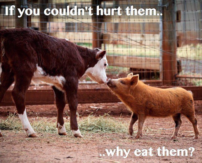 thelittleidiot's tweet photo. Ultimately this question is why I became a vegan 30 years ago. I realized that I loved animals and couldn't in good conscience be involved … https://t.co/1SgGQ6AKpr