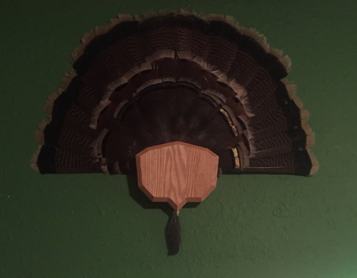 DesertMallards's tweet photo. Turkey fan is done and hung up! https://t.co/6akWmz8mRA