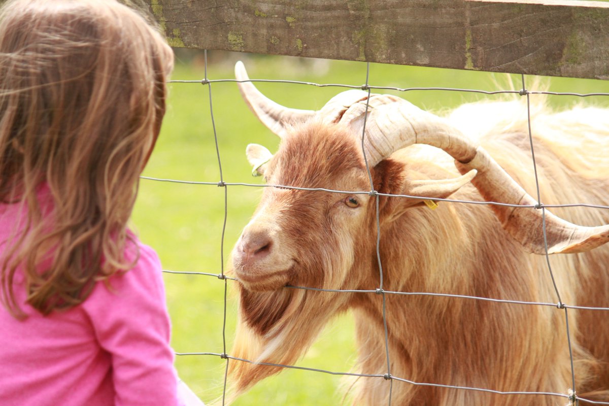 Cotswold Farm Park (CotswoldFarmPrk) Twitter