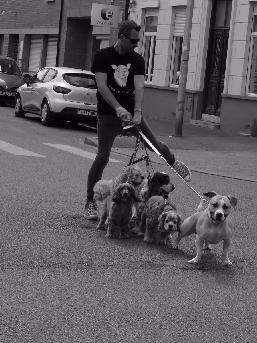 CAUSE ANIMALE NORD tweet media