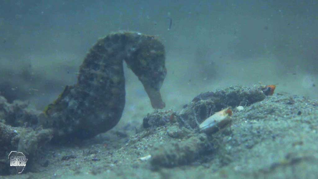 #CarteBlanche up next: researchers are finding innovative ways to save the endangered Knysna #Seahorse.