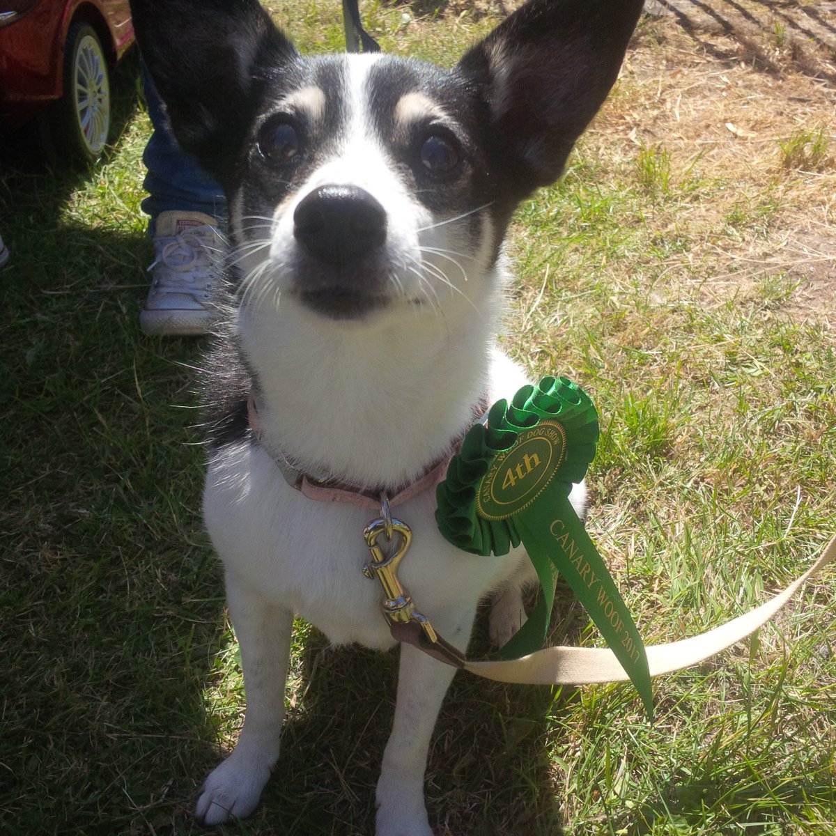 'We won at <a href="/Canary_Woof/">Canary Woof</a> Dog Show!' <a href="/AllDogsMatter/">All Dogs Matter</a> were at <a href="/LimehouseFest/">Limehouse Festival</a> today and got to judge in #BestRescue too!