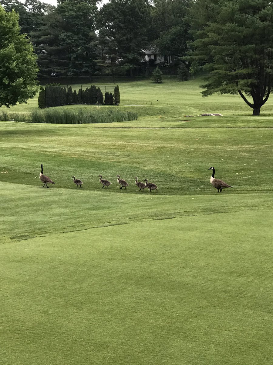 Sometimes it's nice to miss the putt because you were distracted.  #familyofseven