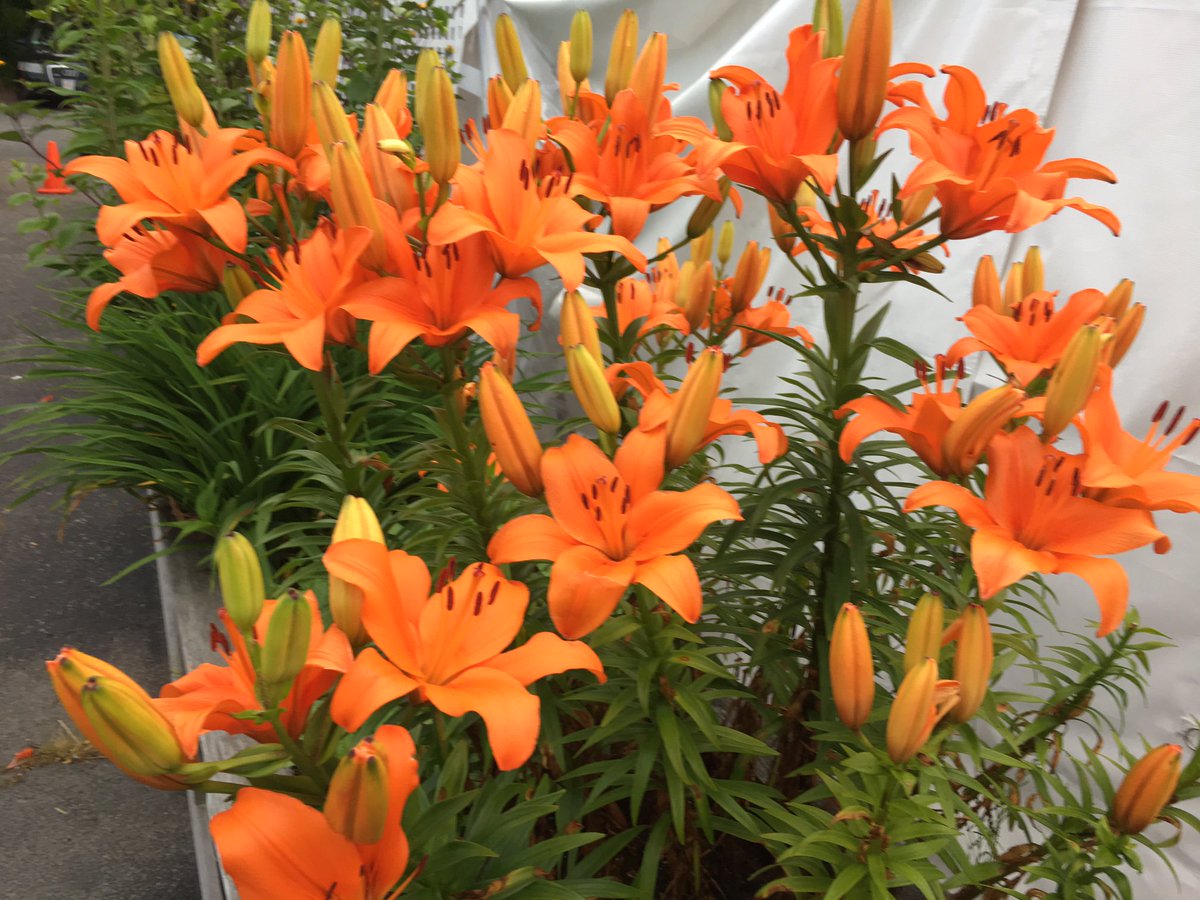 PalmerHouseInn's tweet image. Day lilies in our front #CapeCodGarden #DayLilly #travel ow.ly/ltlw30deVpQ