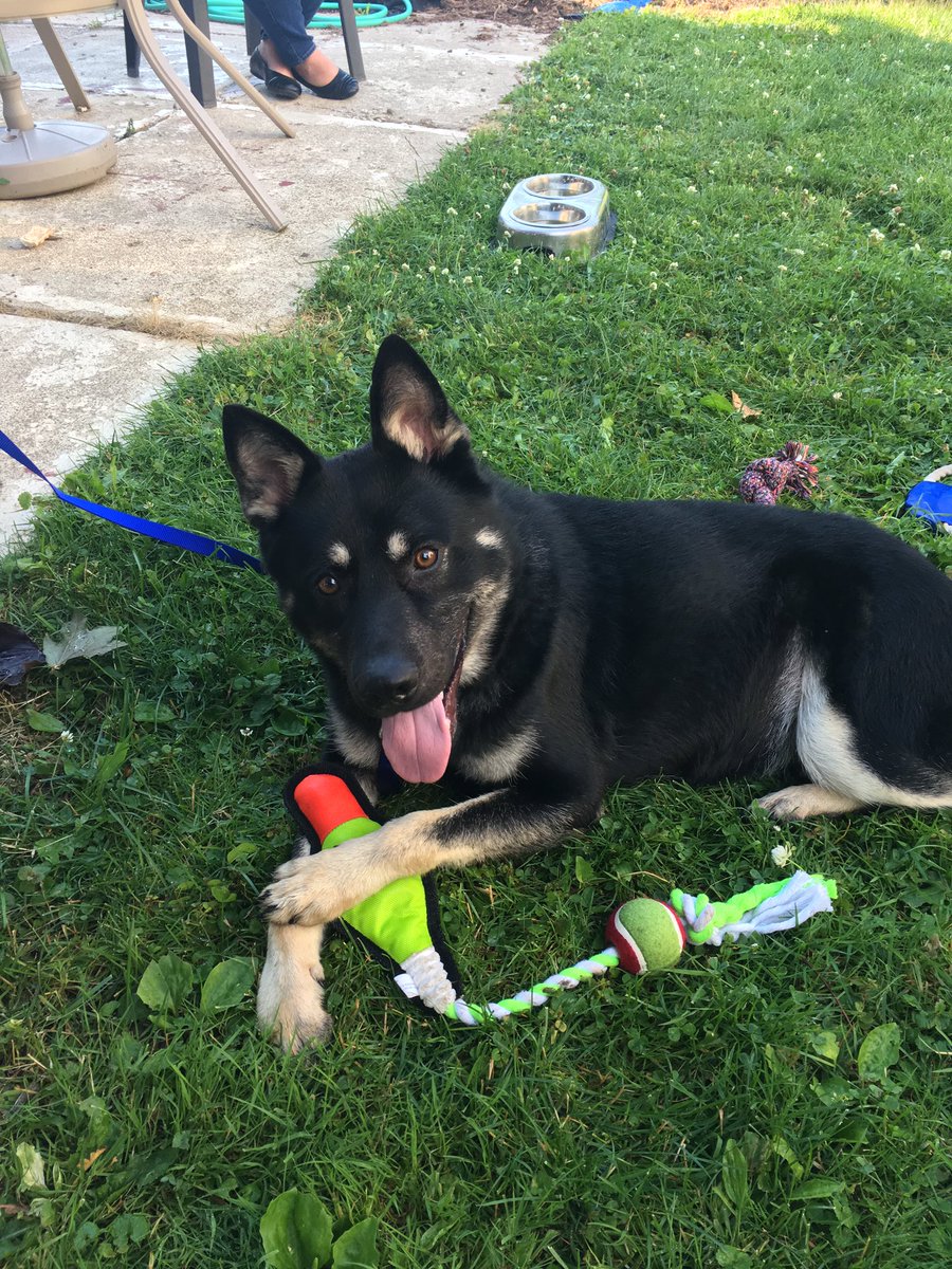 chuck515's tweet photo. .@sutterink thought you may like to see our dog we just got. Named him Jax after Jackson Teller. #SoA https://t.co/fjKGEdLA0c