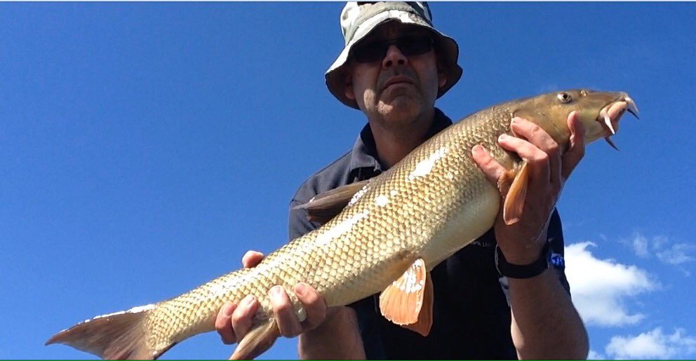 cwcstickers's tweet photo. Fist Barbel of the season was worth waiting for #middlesevern #shropshire https://t.co/GJPTjNcHaS
