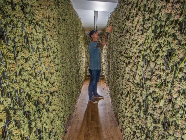 2020North's tweet photo. We love #TreehawkFarms! Lots of flower in stock, come get some! 🌲🌲💚  https://t.co/l3nwbzu3ja @TreeHawkFarms #PNWStoners #WaWeed https://t.co/yzgHtF6XaV