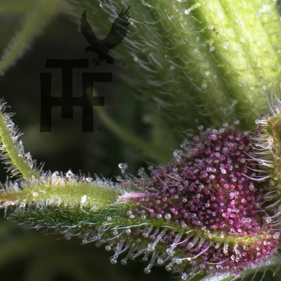 2020North's tweet photo. We love #TreehawkFarms! Lots of flower in stock, come get some! 🌲🌲💚  https://t.co/l3nwbzu3ja @TreeHawkFarms #PNWStoners #WaWeed https://t.co/yzgHtF6XaV