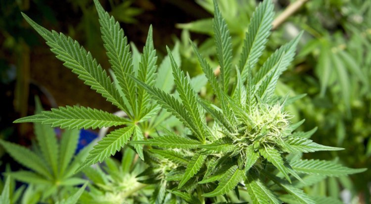 Long lines in Nevada as recreational marijuana goes on sale bit.ly/2tFSYYt https://t.co/Lb5rM8Rles