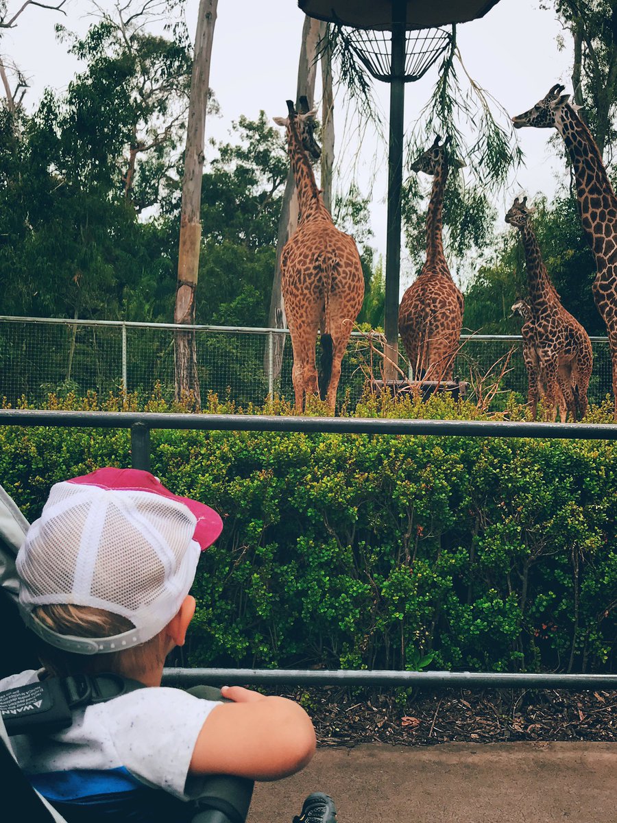 shpturner's tweet photo. Checking out the locals #SDZoo #LoganT https://t.co/pRIuOBP4ua