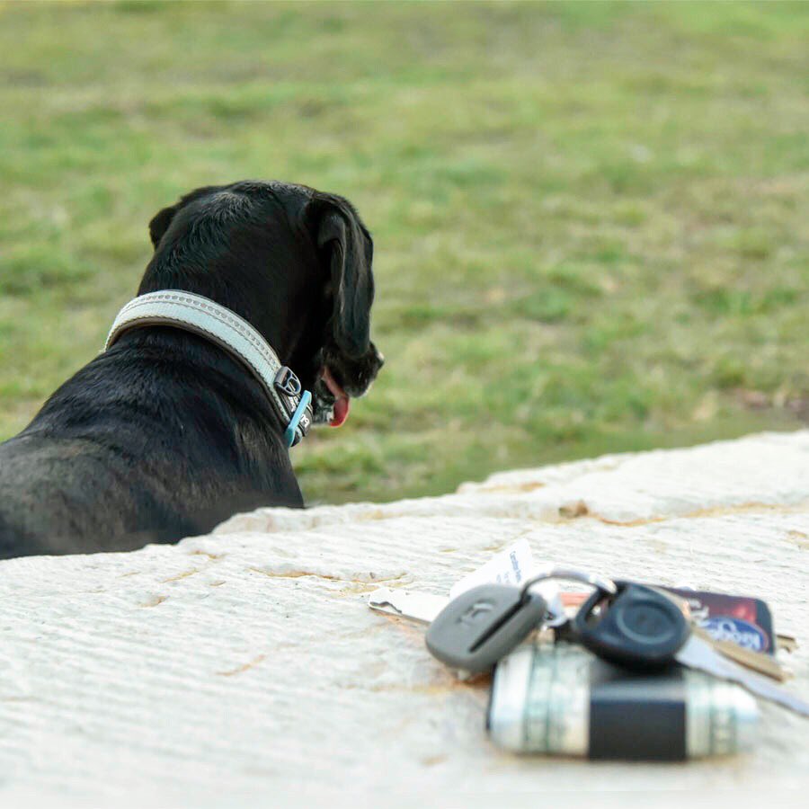 Man's best friend. And a dog. #zclip