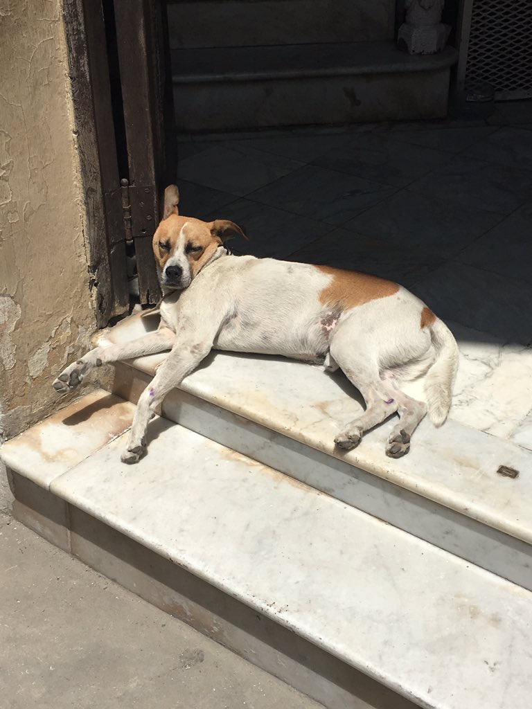 Joe Bonamassa (Official) Twitter: „It's dog's in Havana... https://t.co/vHaJhfCyCu“ Twitter