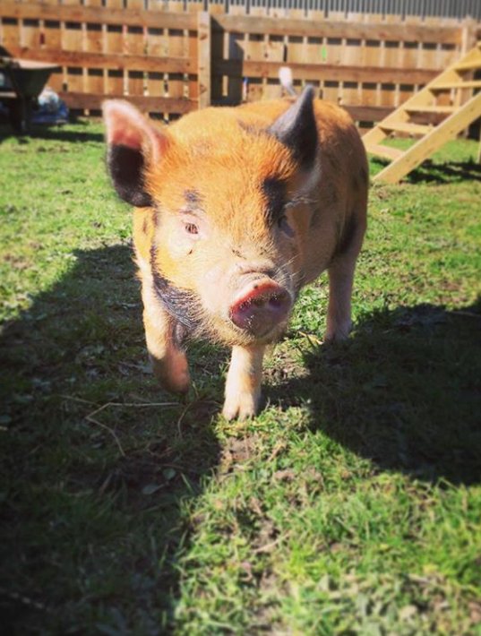 BamboozlesAW's tweet photo. #EnglandHour Our #Animals are loving the good weather, and are creating mischief in the barnyard!!! 'Meercats #Goats #Pigs #Alpacas https://t.co/2XSSpVOjqH