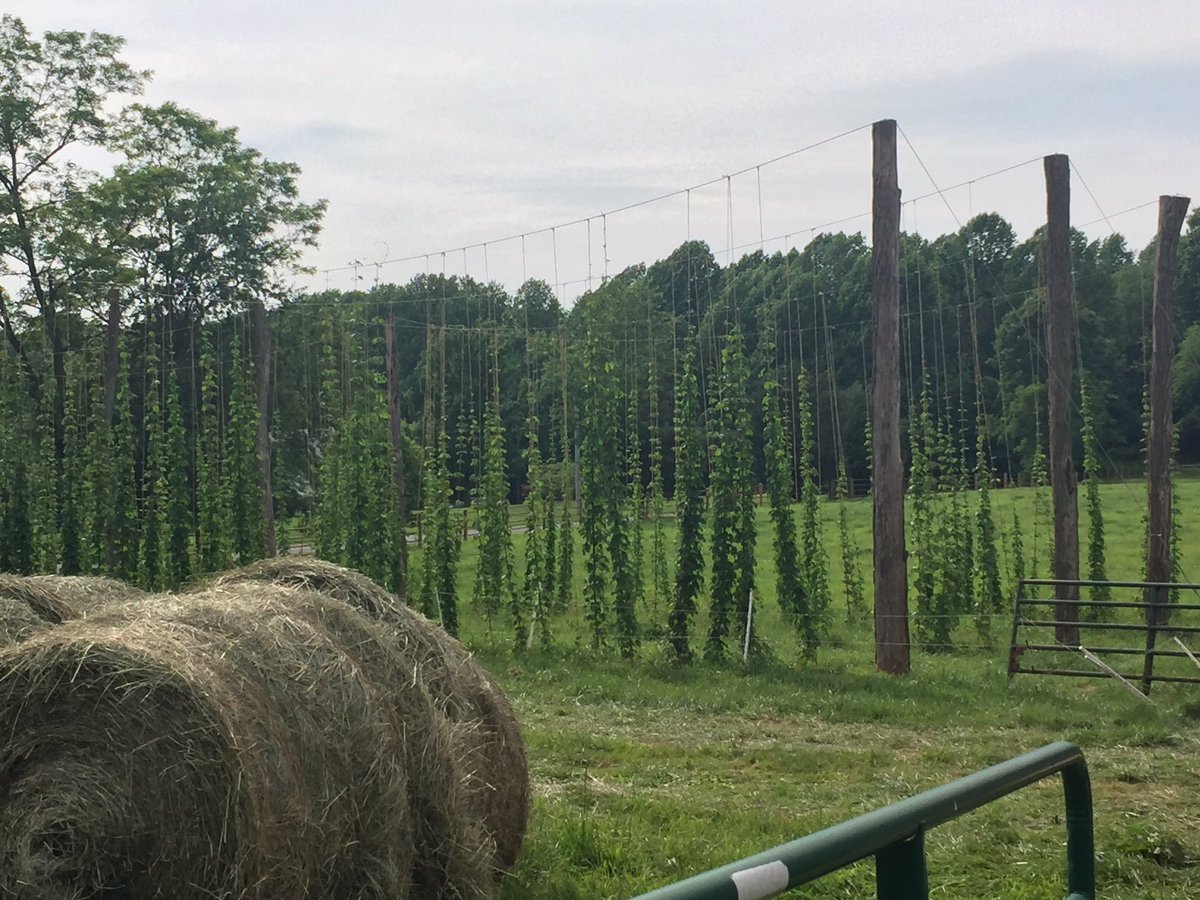TwoAkersHops's tweet photo. A little preview of this year's crop. #MDHops https://t.co/70AckJy3D5