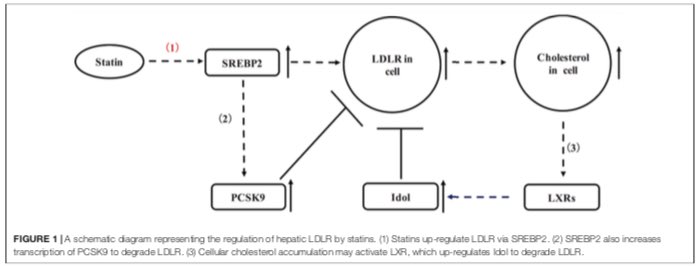 Pablo Corral MD (@drpablocorral) on Twitter photo Statins and New-Onset Diabetes: LDL Receptor, a Key Link @ISA2018_Toronto <a href="/pabeda1/">Sergio Kaiser MD, PhD, FACC, FESC 🇧🇷🇮🇱🇷🇴🇺🇦</a> <a href="/lipiddoc/">Dr. James Underberg</a> <a href="/lansberg/">Peter Lansberg MDPhD</a> <a href="/PCSK9Forum/">PCSK9 Forum</a> doi.org/10.3389/fphar.… Statins and New-Onset Diabetes: LDL Receptor, a Key Link @ISA2018_Toronto <a href="/pabeda1/">Sergio Kaiser MD, PhD, FACC, FESC 🇧🇷🇮🇱🇷🇴🇺🇦</a> <a href="/lipiddoc/">Dr. James Underberg</a> <a href="/lansberg/">Peter Lansberg MDPhD</a> <a href="/PCSK9Forum/">PCSK9 Forum</a> doi.org/10.3389/fphar.…