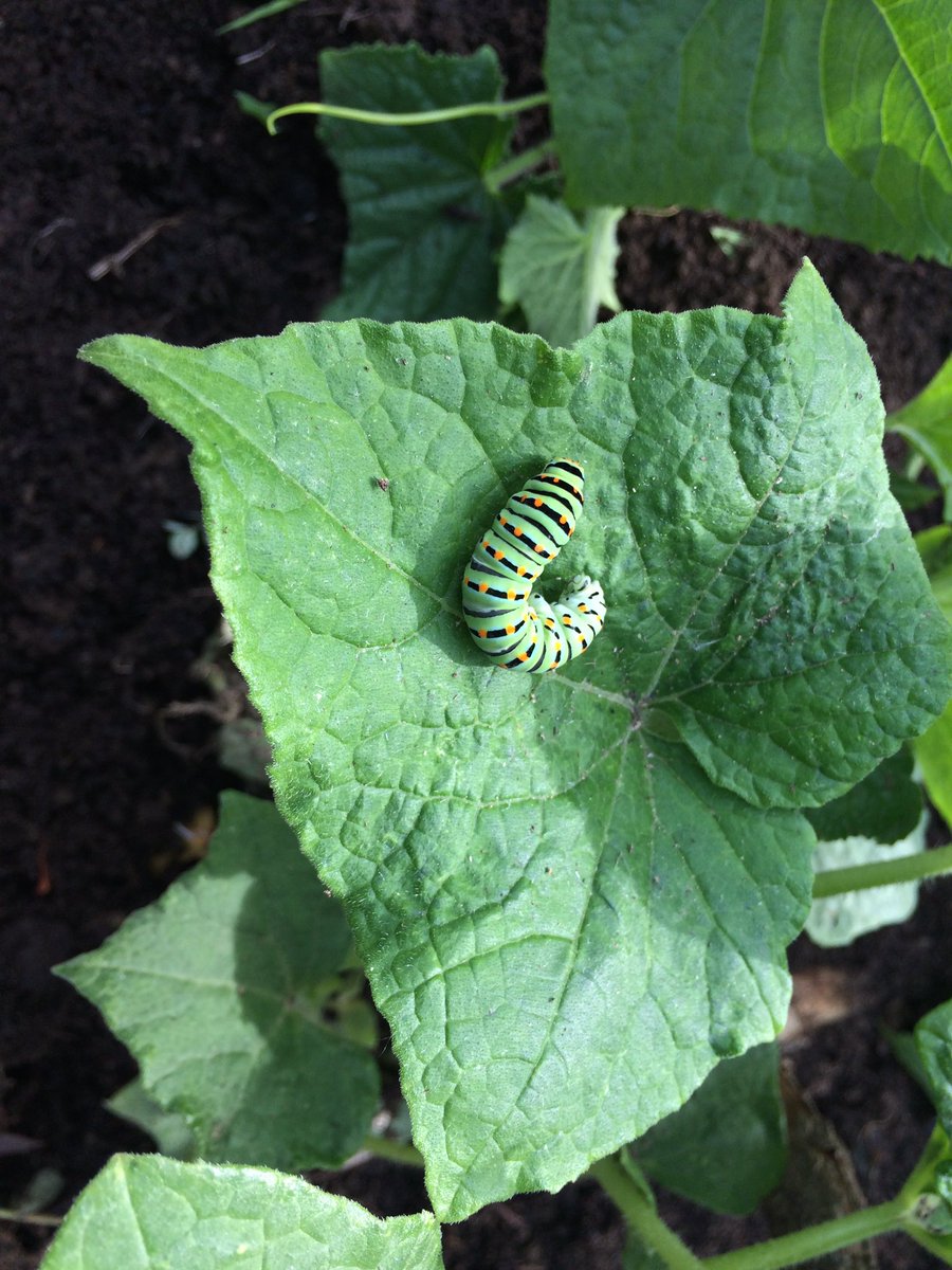 ortisandonato's tweet photo. Orti a luglio: ospite tra i cetrioli. #caterpillar #cucumber #ortisandonato https://t.co/0gSJVuB7vf