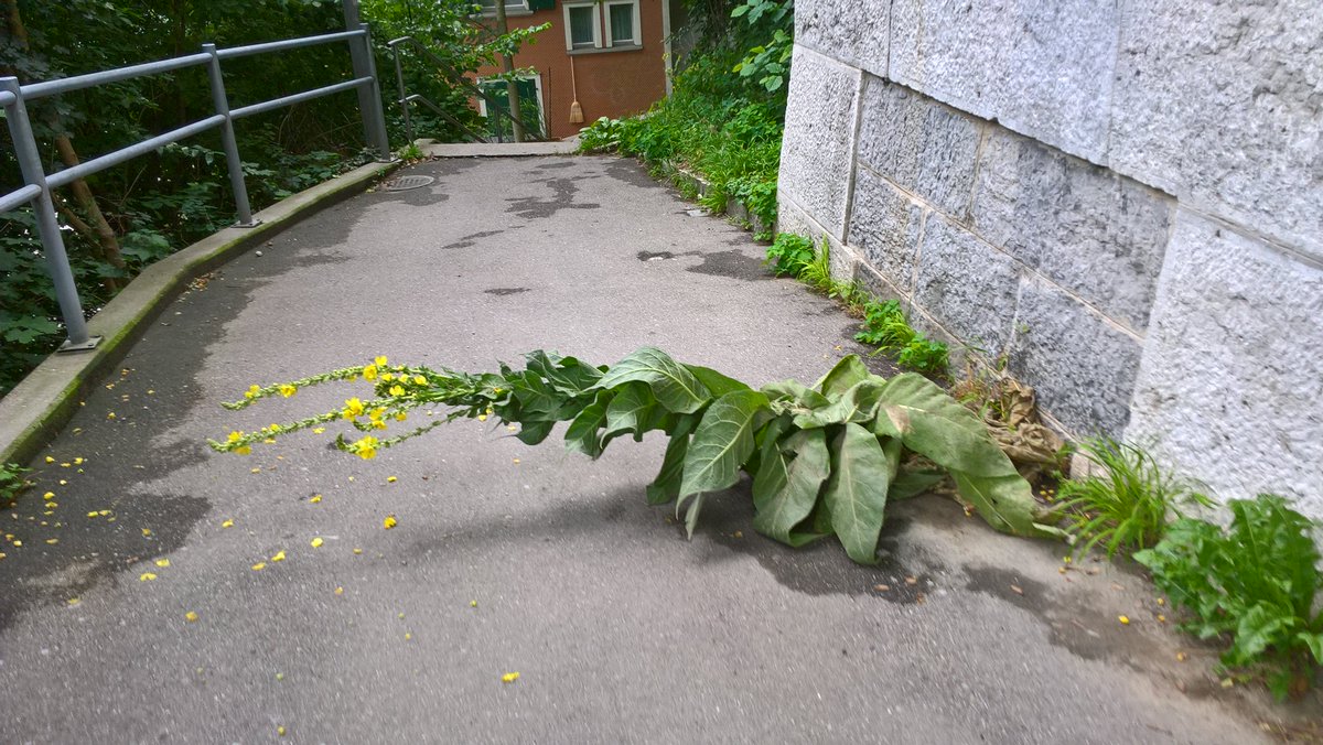 vialoco's tweet image. 