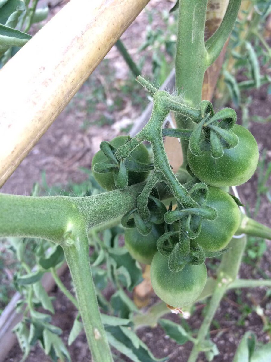 ortisandonato's tweet photo. Pomodoro nell'orto a luglio #piennolo vesuviano e #genovese #allotment #tomatoes https://t.co/ED32iJNdDs