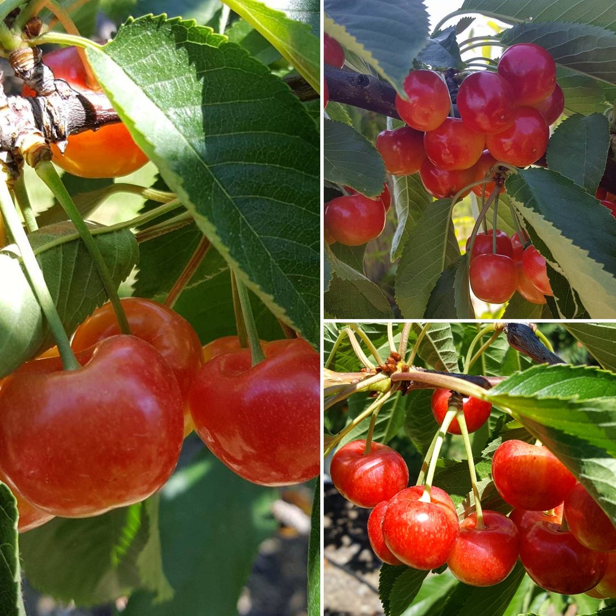 Inspecting Rainier &amp; Lapins cherries today in Oliver. 
#rainier #lapins #cherries #bc #canada #orchards #fresh
cherries.global