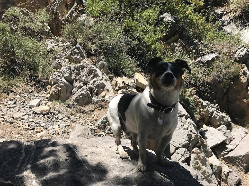 sandramv's tweet photo. The Whiskey hiking up Robbers Roost 🐾🐶🌲⛰
.
.
.
#whiskeythedog #cutie #hiking #hikingdoggie #robbersroosttrail #dog… https://t.co/v47xhX68K6 https://t.co/EIkz3wtCi0