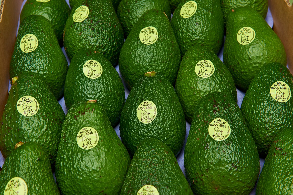 Just Avocados 🥑 tweet media