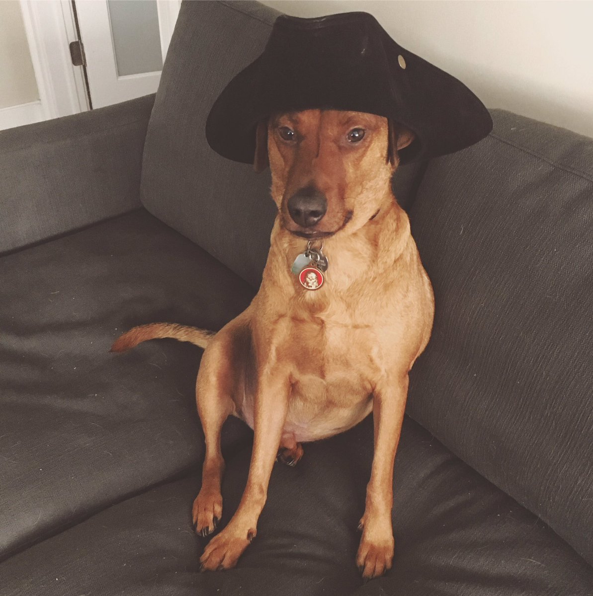 Dogtor of Philosophy tweet media