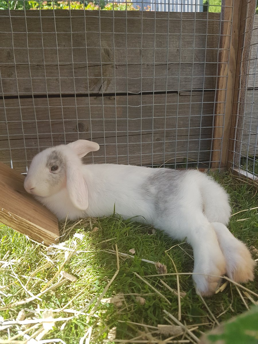 Charlottenbains's tweet photo. Our little 4 month old baby girl 😍❤🐰 https://t.co/Ts5NKeXL4q