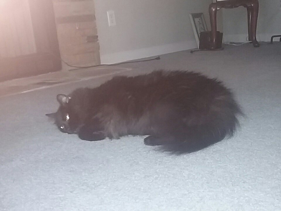 Spooky37763495's tweet photo. #cat #kitty #LOVEME https://t.co/LRhFdp45hI