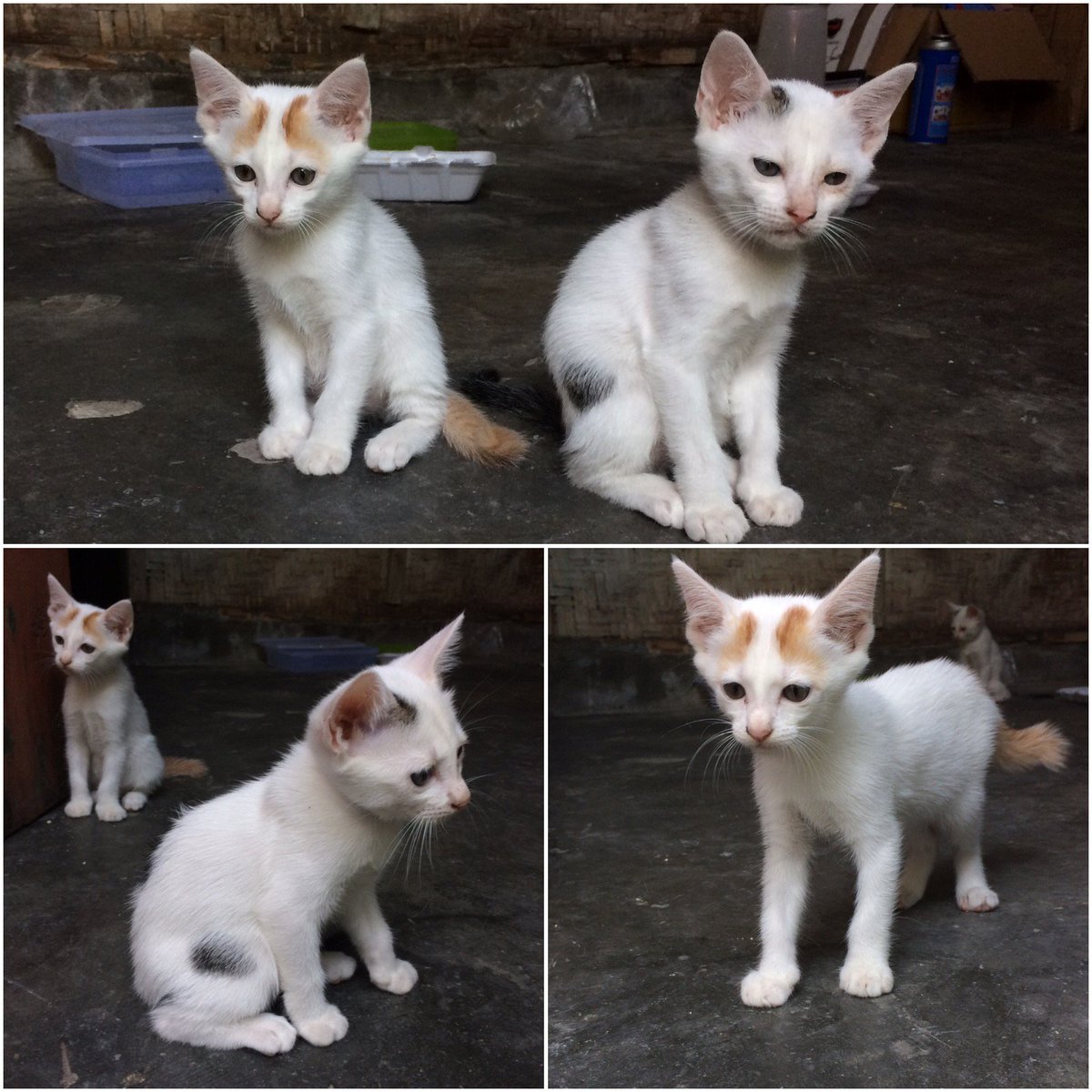 Fajr Warrior Pa Twitter Jogjapet Hibahmeong Buat Yang Pengen Adopsi Kucing Dome Disiplin Mandi Dan Buang Air Umur 2bulan Wa 081930283466 Jogja Adopsi Https T Co 5po5fn8fcj