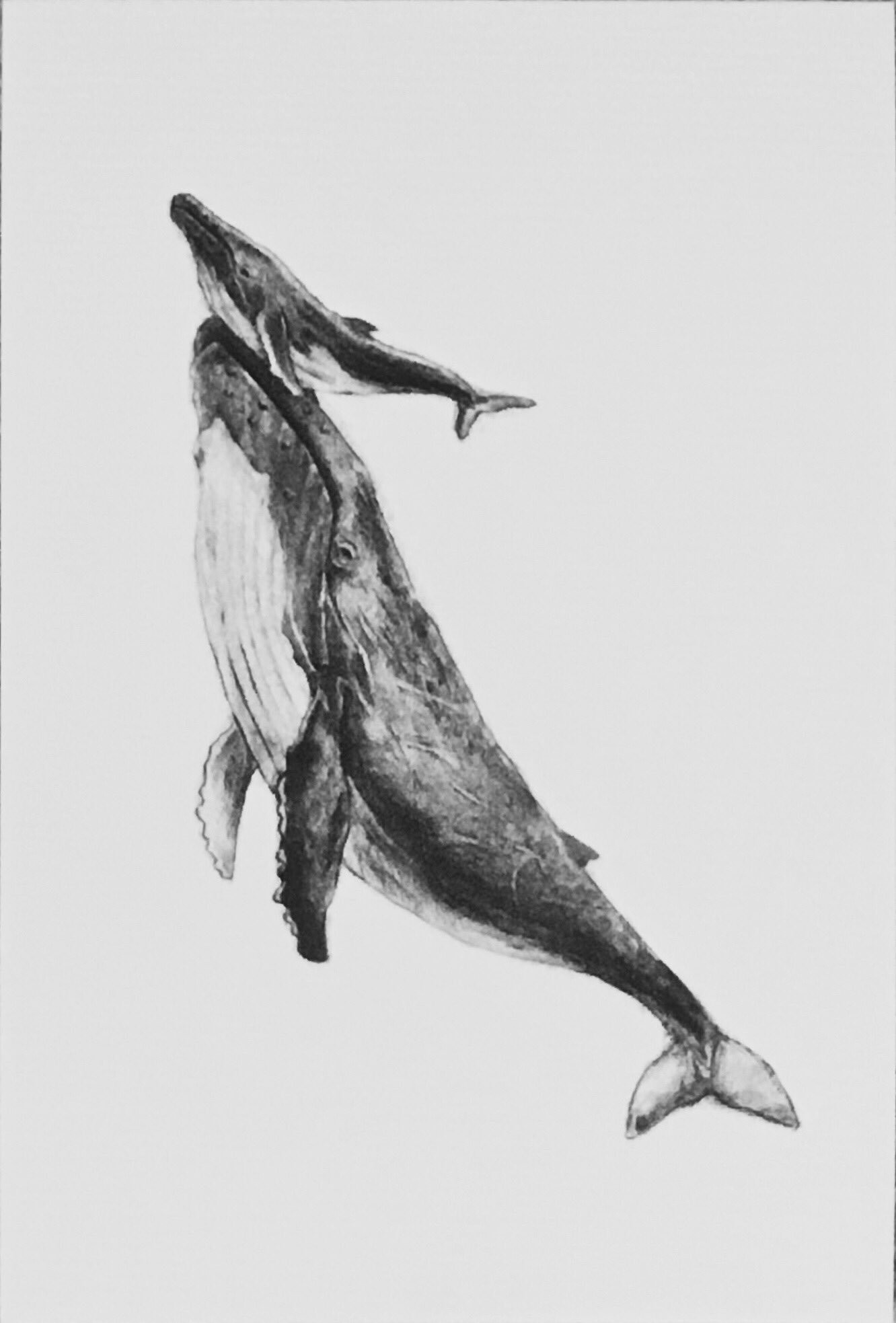 佐俣水緒 さまたみお 挿絵を担当した アニマル メディスン ブック の絵です クジラのメディスンは 進むべき方向を確認する イラスト モノクロ 木炭 アニマルメディスンブック T Co Qv1t4ymeqg Twitter
