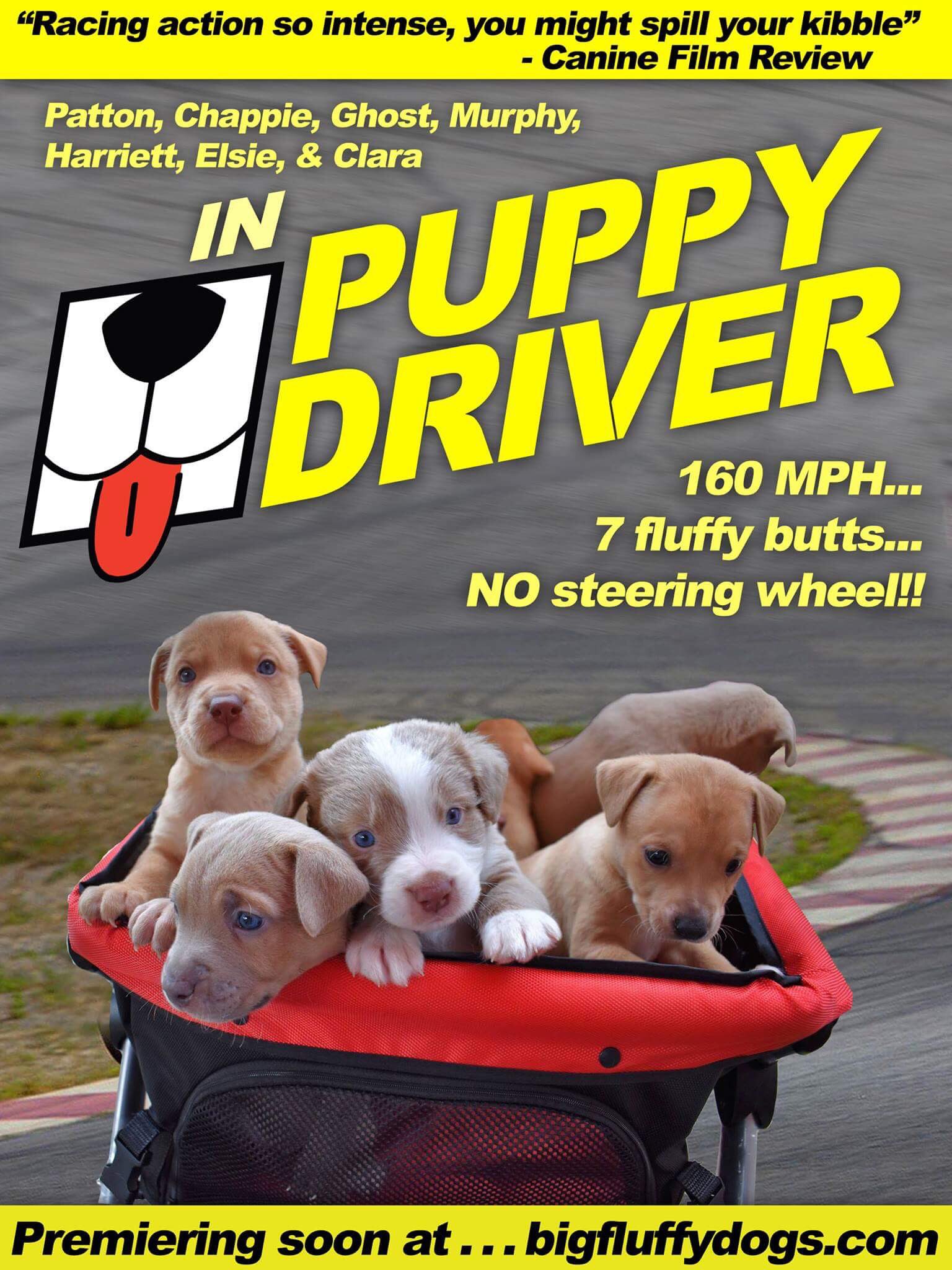 big fluffy dog rescue reviews