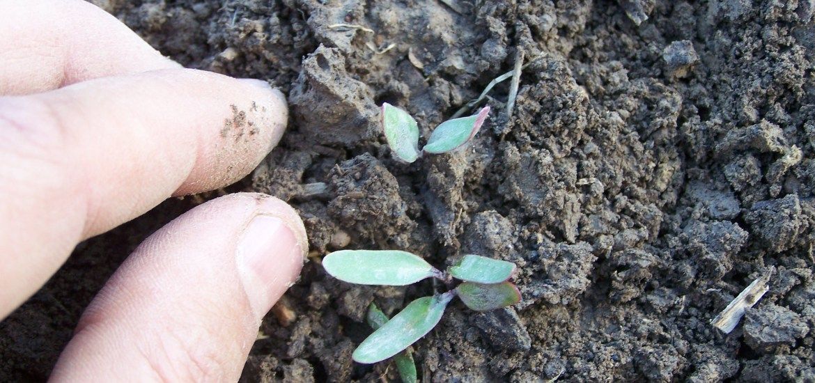 Identify seedlings, pull weeds! #gardenchat #selfreliance bit.ly/2sUCCbr