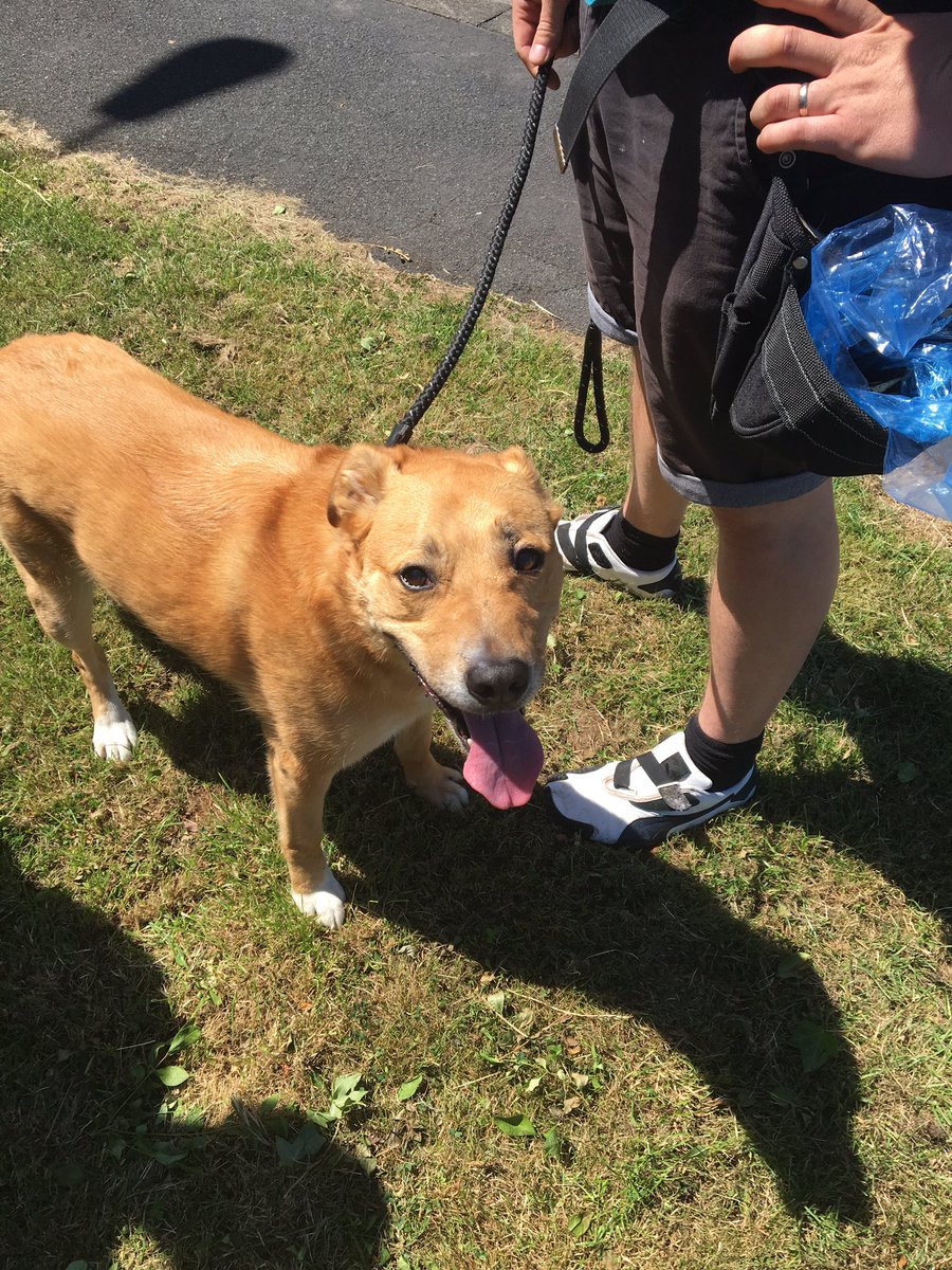 landeladogs's tweet photo. Marv is learning to relax on the street so that he can stop pulling. His owners are working so hard to help him overcome this - top marks. 🐾 https://t.co/GEZmAvNiXv