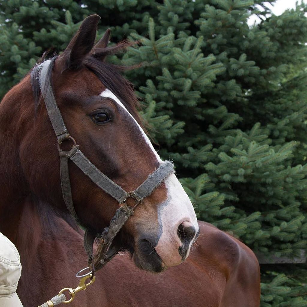 Honest Horsemanship tweet media