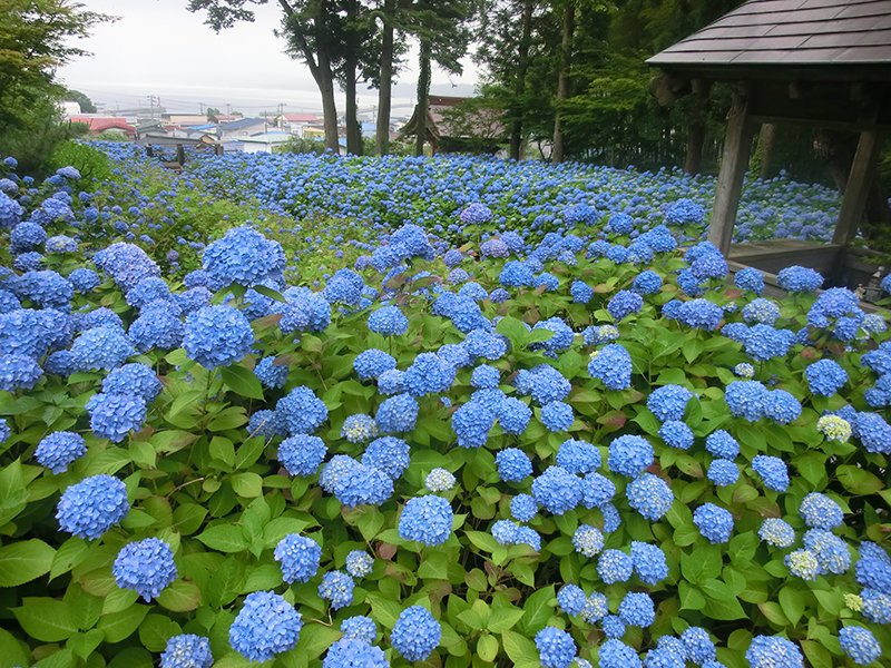 しょうじ あじさい うん の 男鹿半島の青に染まった楽園「雲昌寺のあじさい」