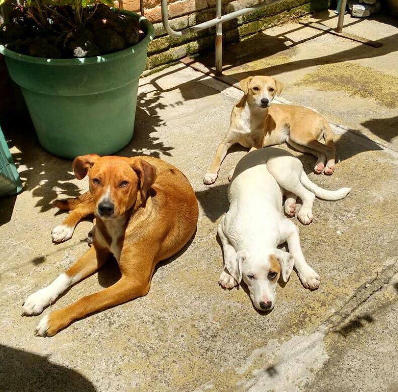 DhasiaWezka's tweet photo. ¡Me ayudan con un RT!
Están en adopción. 🐶❤
Si te interesa algún peludito puedes enviar un correo a licper11@gmail.com 🐶 https://t.co/BuWMDCBiSZ