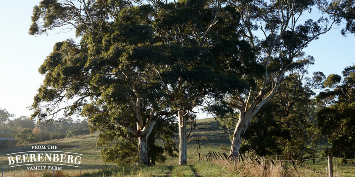 Beerenberg Farm tweet media