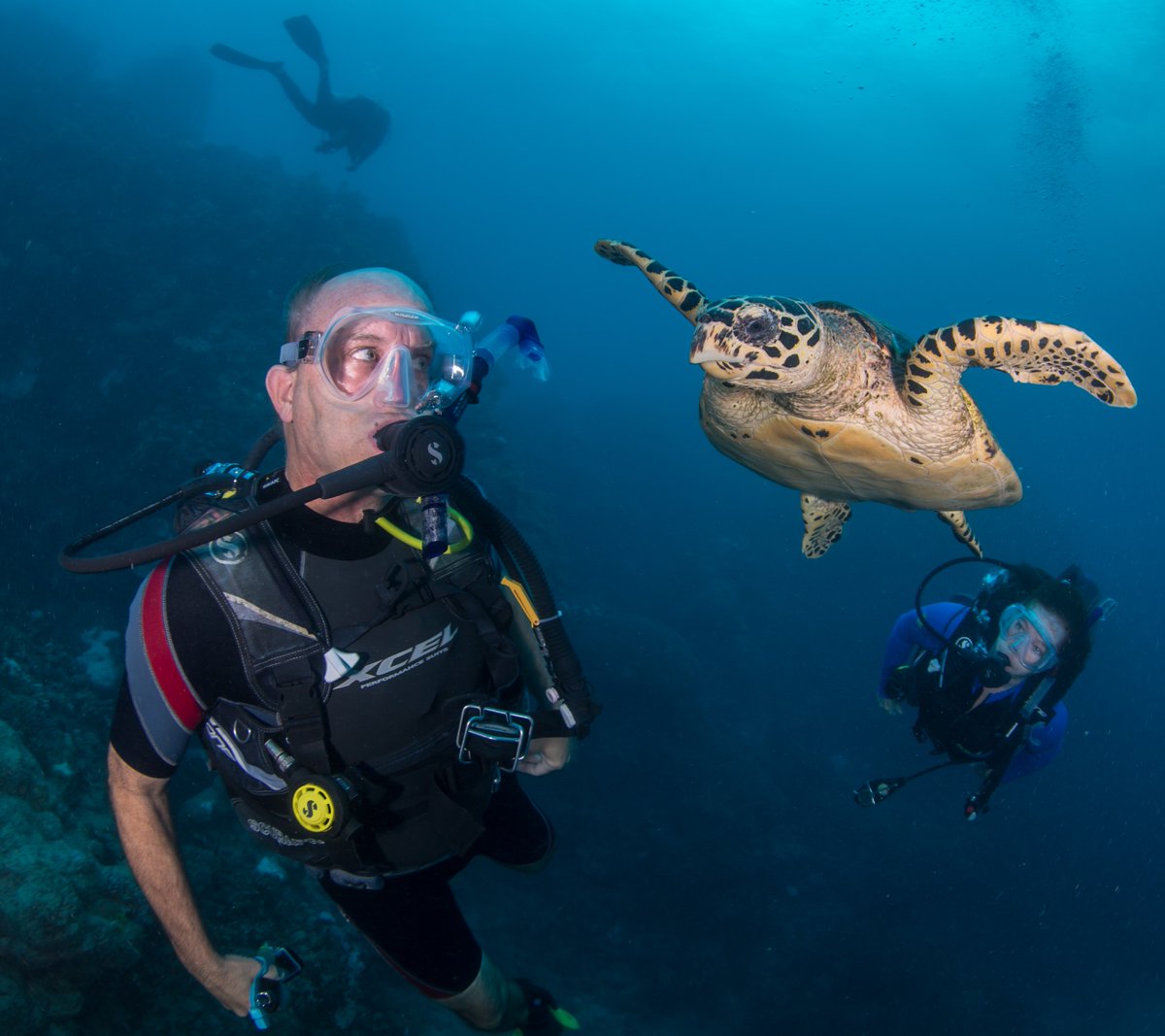 RomancingGlobe's tweet photo. I'm still twitterpated over this turtle encounter! Beautiful hawksbill in #Australia at #GreatBarrierReef #scubabo https://t.co/qg0VWwgEMO https://t.co/Vv3ESKdHTP