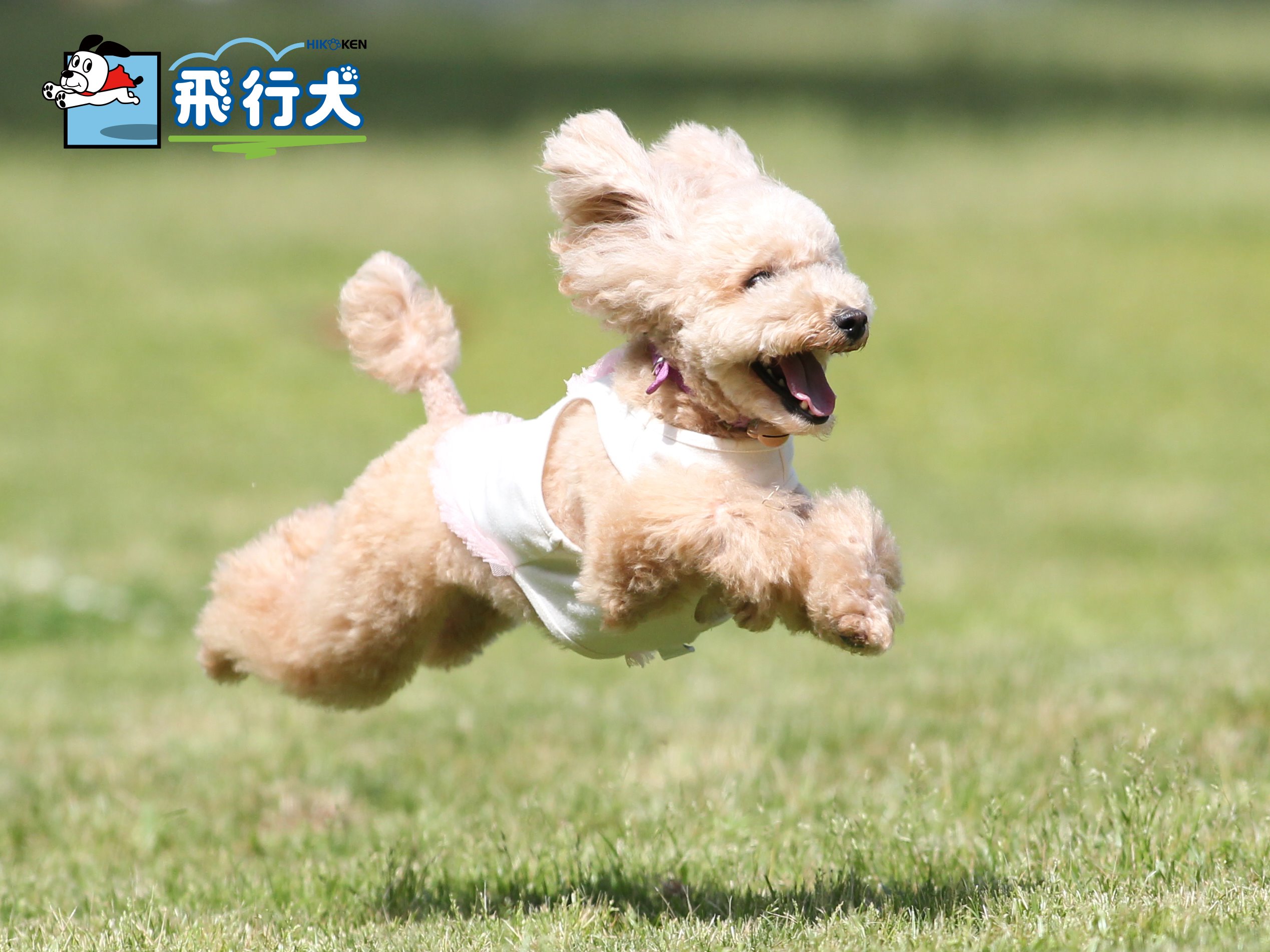 飛行犬 空飛ぶわんこphoto 今日の飛行犬は 可愛い笑顔で飛んでくれたトイプードルのゆずちゃんです O 飛行犬 飛行犬撮影会 空飛ぶわんこ 空飛ぶ犬 Flyingdog T Co 0t8eoxtabq Twitter
