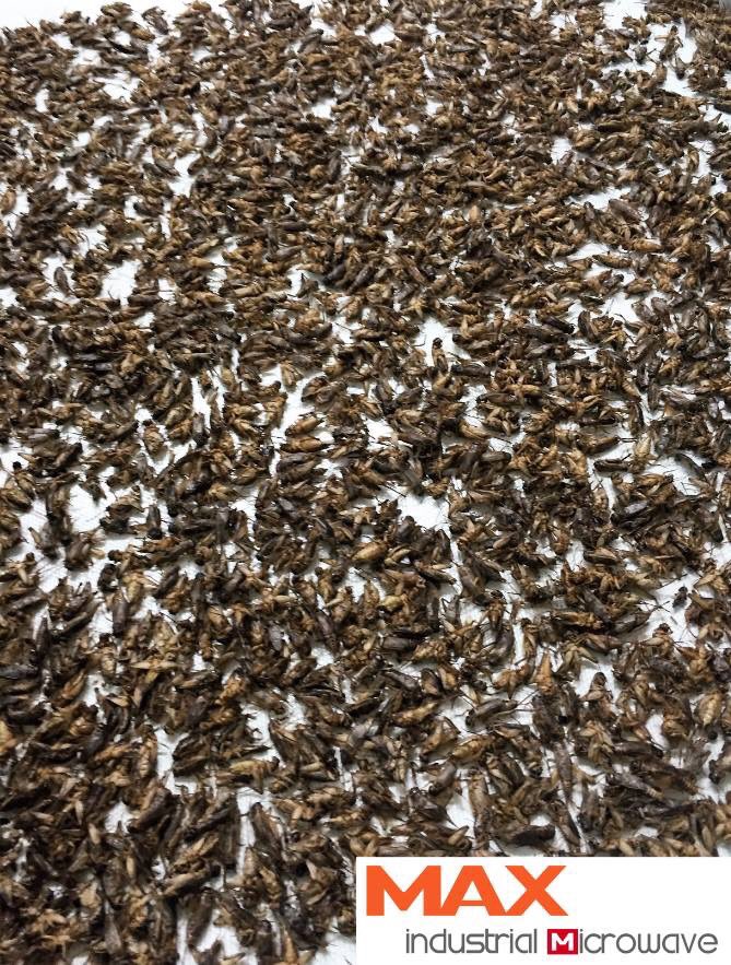 MicrowaveDryer's tweet photo. Edible Insects Microwave Drying and Sterilization Machine
#edibleinsect #cricketflour #insectfood #eatbug #bugfarm https://t.co/lV0UOoiu0Y
