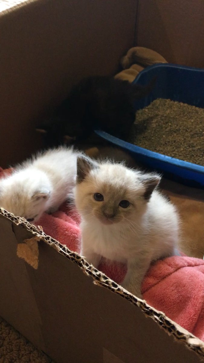 rangoonsaloon's tweet photo. My parents are adopting 2 of my foster cats, here are some transformation pics from 3 to 9 weeks (!!!) https://t.co/8IayUFcyvB