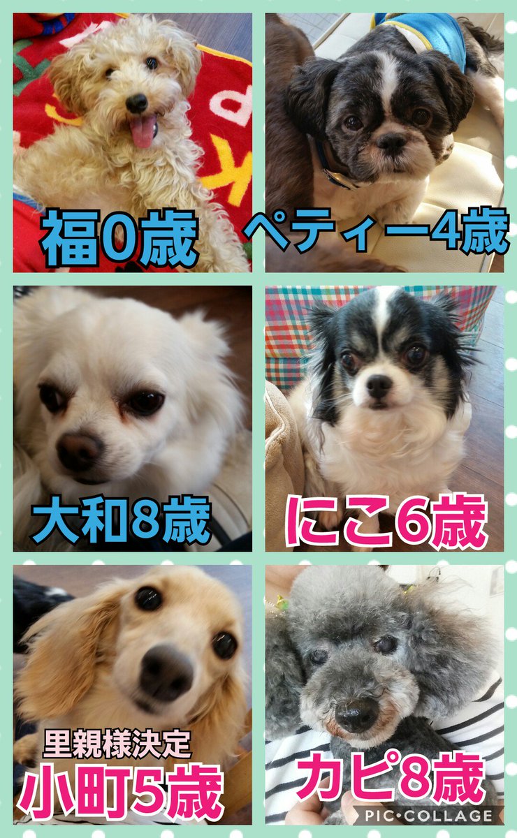 ドッグカフェ With Vets Twitterren 今現在withvetsにいる保護犬たちです 少しビビリな子もいますが みんな甘えん坊で可愛い子たちです １日でも早く素敵な里親様が見つかりますように 気になる子がいましたら是非お問い合わせください Tel 048 7 62