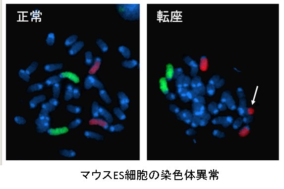 JAXA_Kiboriyo's tweet image. 今日は暑いですね。キンキンに冷えた宇宙の冷凍庫では、「Stem Cells」実験が進行中！　宇宙放射線で傷ついた　#ES細胞　が、どのように修復されるか調べれば、地上での　#被ばく　対策などに応用できるかも！
iss.jaxa.jp/kiboexp/theme/…