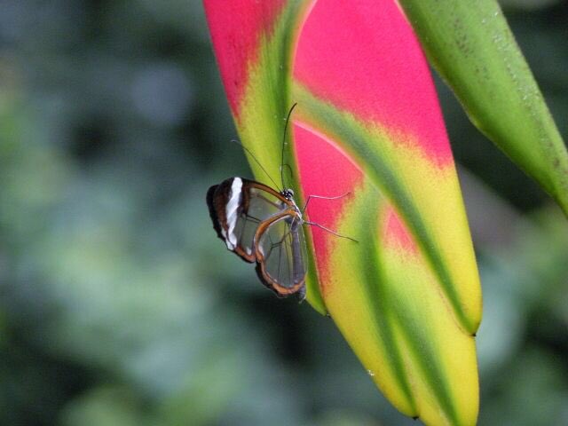 frdvil's tweet photo. #Greta Oto or #glasswinged #butterfly . On a flower of heliconia (pic: me but not in my garden! @Naturospace_ ) https://t.co/NMGfm5cYGI