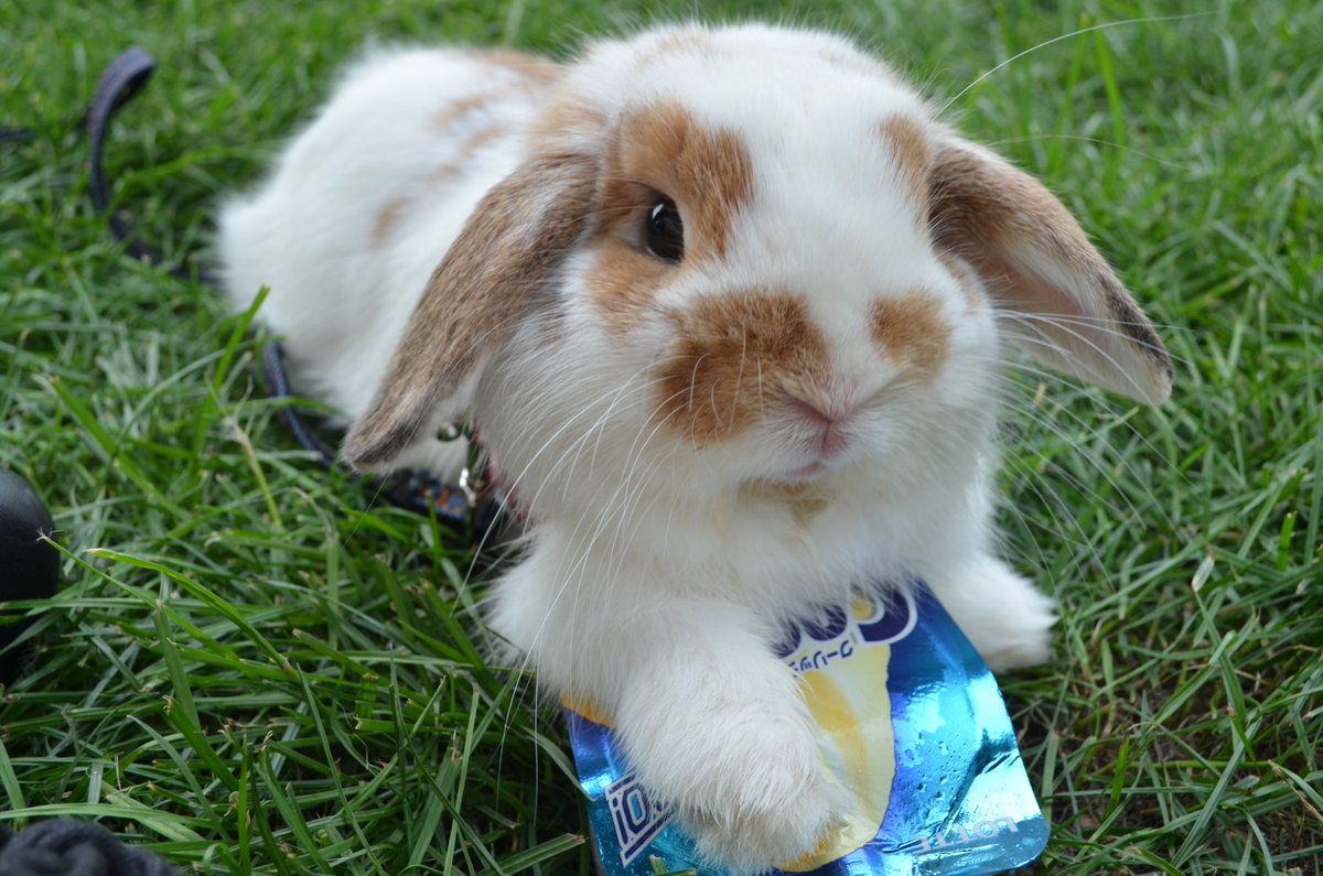 toramaru_rabbit's tweet photo. うさんぽ(っ'ヮ'c)♡

#うさぎ
#rabbit
#bunny https://t.co/1D4HE4liTF