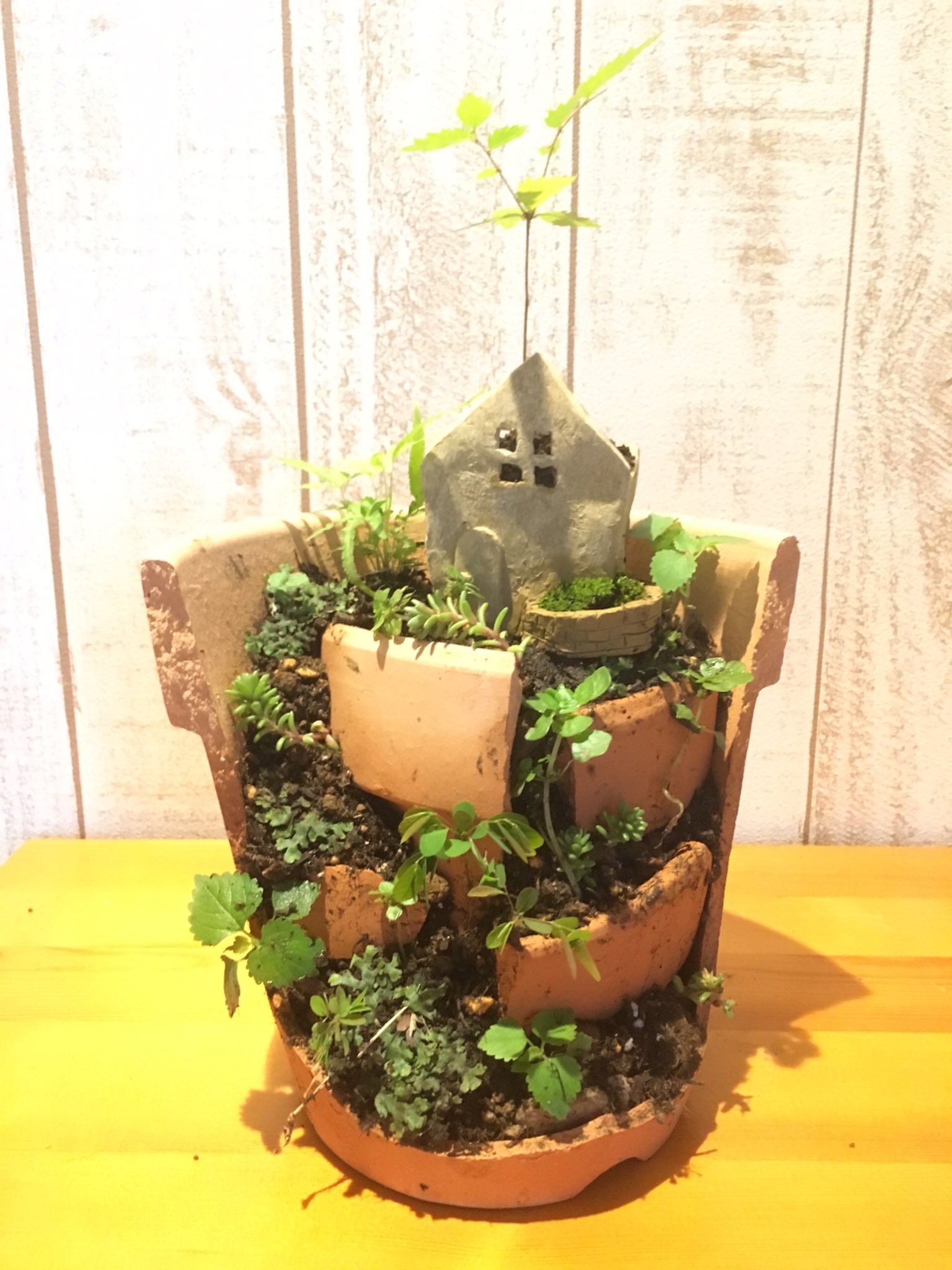 アイサン いなりねこ 割れた素焼き鉢でテラリウムを作ってみた 家型の鉢は粘土で自作して焼いた鉢 作るの楽しい テラリウム 素焼鉢 素焼き鉢 テラコッタ ガーデニング ベランダガーデニング 寄植え 寄せ植え 草物盆栽 T Co アイサン いなりねこ 割れた素焼き鉢でテラリウムを作ってみた 家型の鉢は粘土で自作して焼いた鉢 作るの楽しい テラリウム 素焼鉢 素焼き鉢 テラコッタ ガーデニング ベランダガーデニング 寄植え 寄せ植え 草物盆栽 T Co