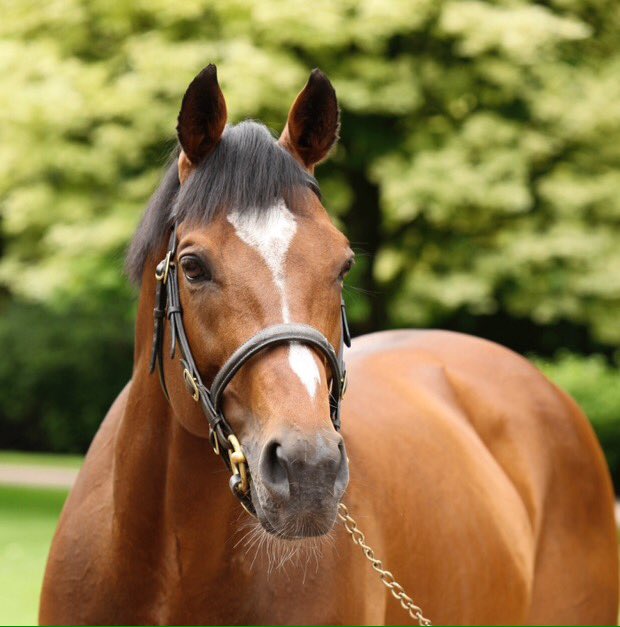 CoolmoreAus's tweet photo. Progeny of Galileo have now won 526 stakes races around the world including 136 Gr.1s #superstar #supersire #sireofsires #Adelaide https://t.co/LDXbcoTXCc