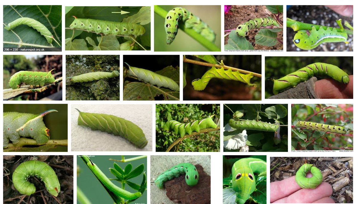 RoyalDutchTree's tweet image. Hawk moth in a costumer's garden #hawkcatepillar 😀Unfortunately we do not want it to eat the customer's tree. Treatment time! #treehealth