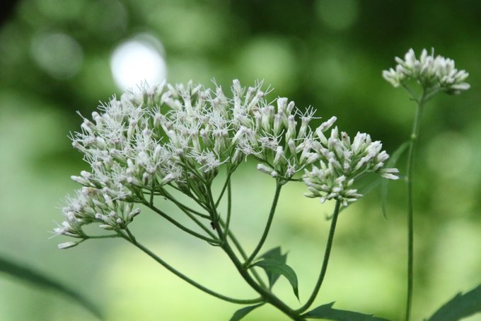 ヒヨドリが花を食べないようにする対策について ヒヨドリの世界